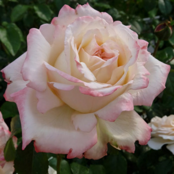 Саженцы Роза чайно-гибридная Атена