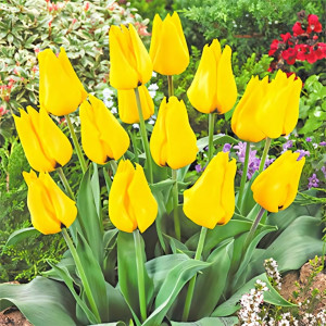 Тюльпан Голден Танго (в упаковке - 3шт.)