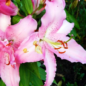  Лилия восточная Chelsea (Челси)