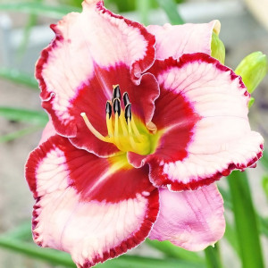 Саженцы Лилейник Lies and Lipstick (Лайс энд Липстик)