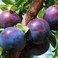 Саженцы Алыча Блэк Голд