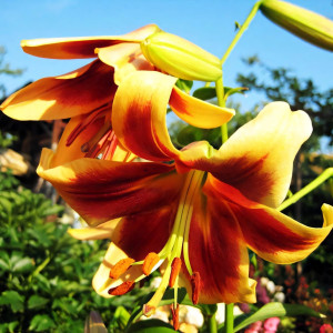  Лилия ОТ гибрид Debby (Дебби)