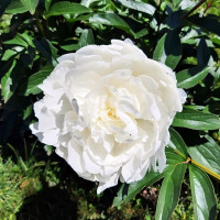 Саженцы Пион White Angel (Уайт Энджел)