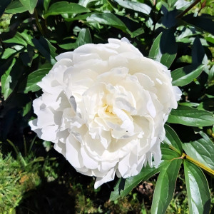 Саженцы Пион White Angel (Уайт Энджел)