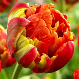 Тюльпан махровый Принцесс Юник (в упаковке - 3шт.)