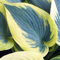 Саженцы Хоста Autumn Frost (Отэм Фрост) М