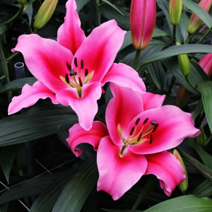  Лилия ОТ гибрид Dalian (Далиан)