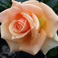 Саженцы Роза чайно-гибридная Шантре