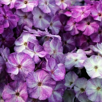 Саженцы Флокс Freckle Purple Shades (Фрекл Пёпл Шейдс)