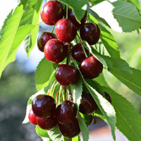 Саженцы Черешня Ипуть