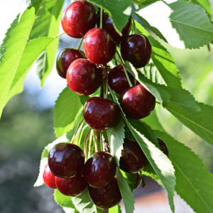 Саженцы Черешня Ипуть