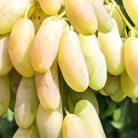 Саженцы Виноград Леди Патриция