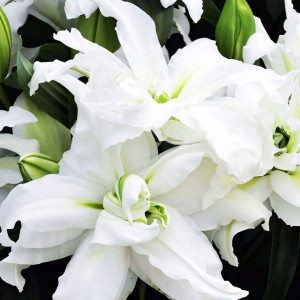  Лилия восточная Bowl of Beauty (Боул оф Бьюти)