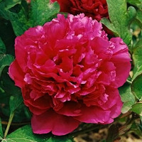 Саженцы Пион Винная Чаша