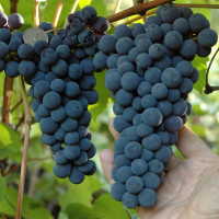 Саженцы Виноград Триумф