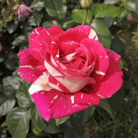 Саженцы Роза чайно-гибридная Пестрая Фантазия