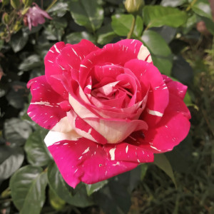 Саженцы Роза чайно-гибридная Пестрая Фантазия