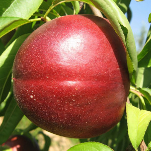 Саженцы Нектарин Скиф