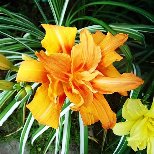 Саженцы Лилейник Kwanso Variegata (Кванзо Вариегата)