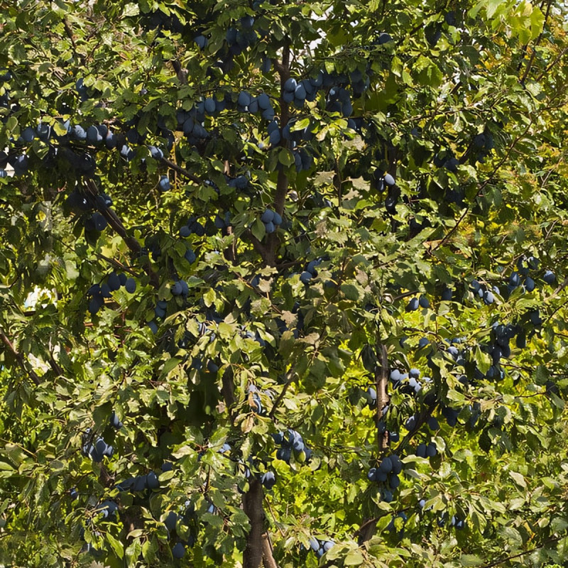 Саженцы Слива Стенли