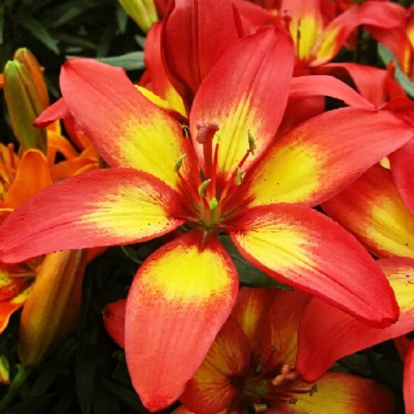 Луковицы  Лилия азиатская Majestic Joy (Маджестик Джой) (3шт.)