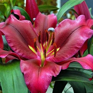  Лилия восточная Avenger (Авиньер)