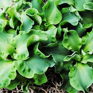 Саженцы Хоста Church Mouse (Чарч Маус) S