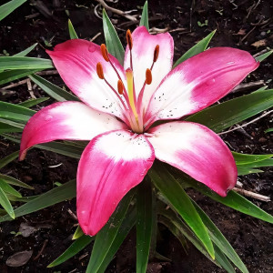  Лилия азиатская Perfect Joy (Перфект Джой)