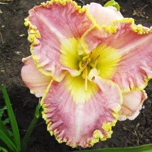 Саженцы Лилейник Lavender Tu Tu (Лавендер Ту Ту)