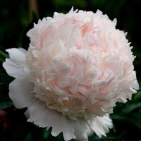 Саженцы Пион Solange (Соланж)