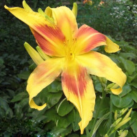 Саженцы Лилейник Lady Neva (Леди Нева)