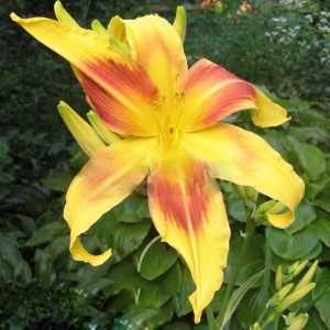 Саженцы Лилейник Lady Neva (Леди Нева)