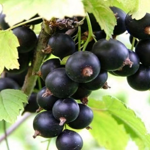 Саженцы Смородина черная Изюмная