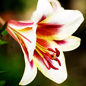  Лилия ОТ гибрид Passion Moon (Пашшн Мун)