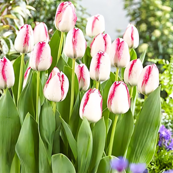 Луковицы Тюльпан Триумф Плейгерл (в упаковке - 3шт.)