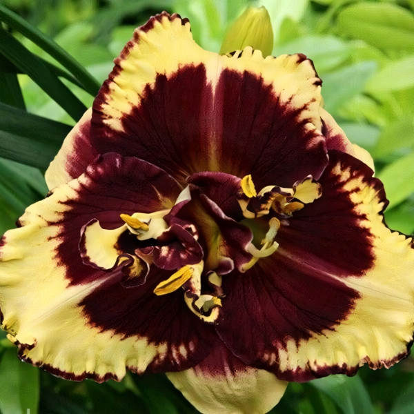 Саженцы Лилейник Tiger Blood (Тайгер Блуд)