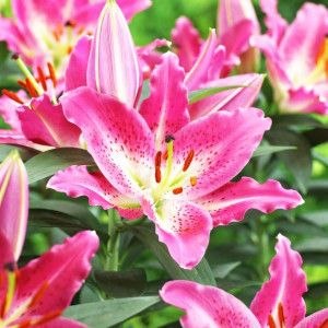  Лилия восточная Entertainer (Энтертейнер)