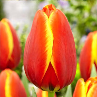 Луковицы Тюльпан Дарвина Ворлдс Фэйворит (в упаковке - 3шт.)