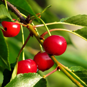 Саженцы Вишня Подбельская