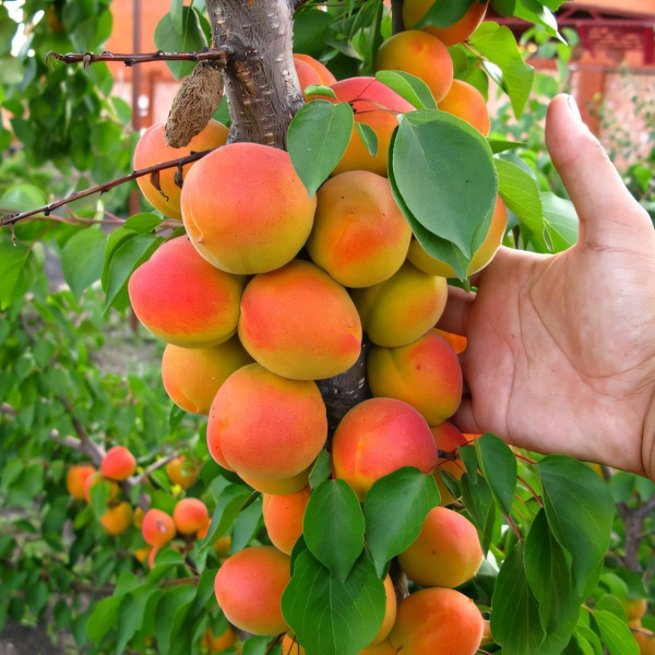 Саженцы Абрикос Голд Рич