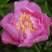 Саженцы Пион Showgirl (Шоугерл)