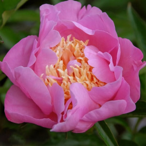 Саженцы Пион Showgirl (Шоугерл)