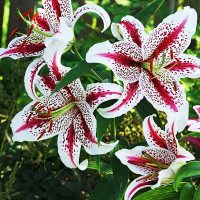 Луковицы  Лилия восточная Tigerwoods (Тайгервудс) (3шт.)