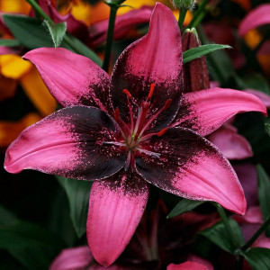  Лилия азиатская Purple Eye (Пурпл Ай)