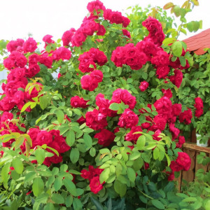 Саженцы Роза плетистая Фламентанц