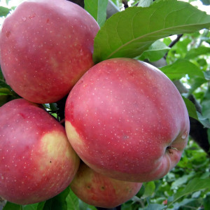 Саженцы Яблоня Лигол