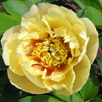 Саженец Пион-Ито Ориентал Голд