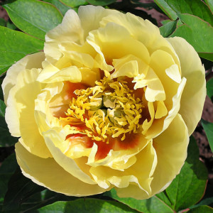 Пион-Ито Ориентал Голд