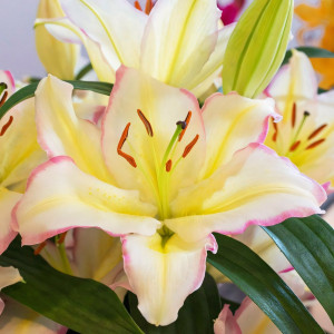  Лилия восточная Captain Tricolor (Капитан Триколор)