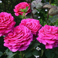 Саженцы Роза чайно-гибридная Биг Перпл